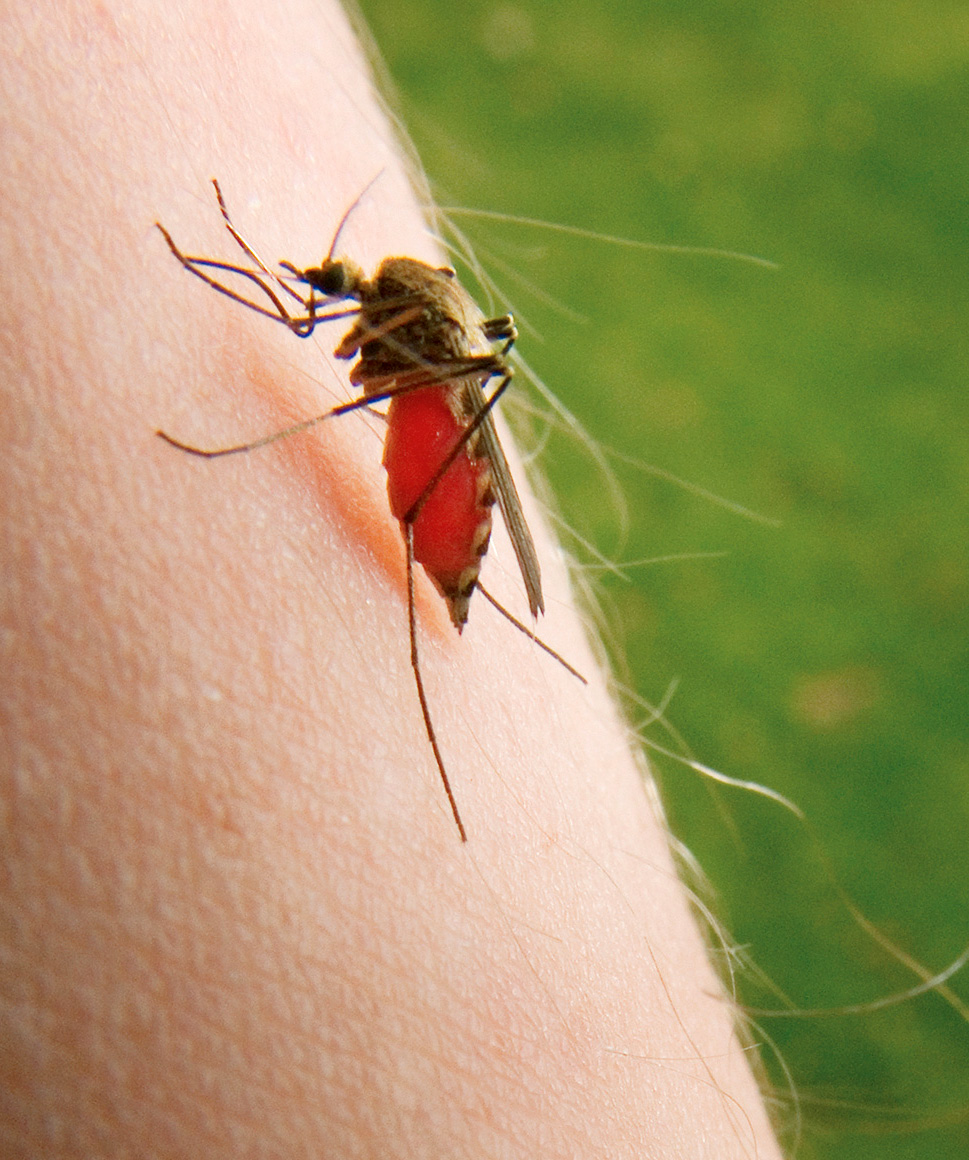 scp-149-the-blood-flies-scp-secure-contain-protect