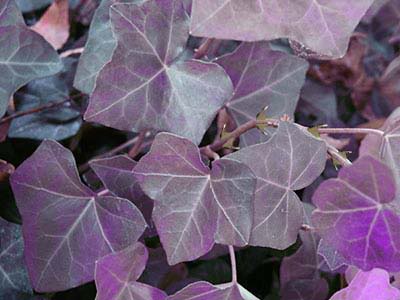 hedera helix